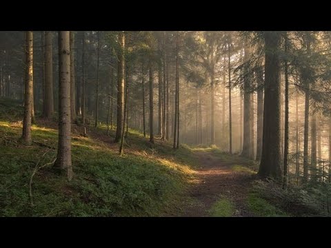 Imagine you're sitting in the woods - playlist