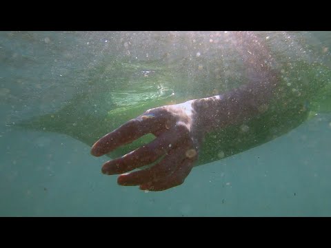 Depredadores sobre el mar