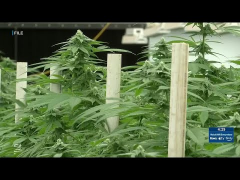 How Trump’s move to reclassify marijuana could affect Hawaii