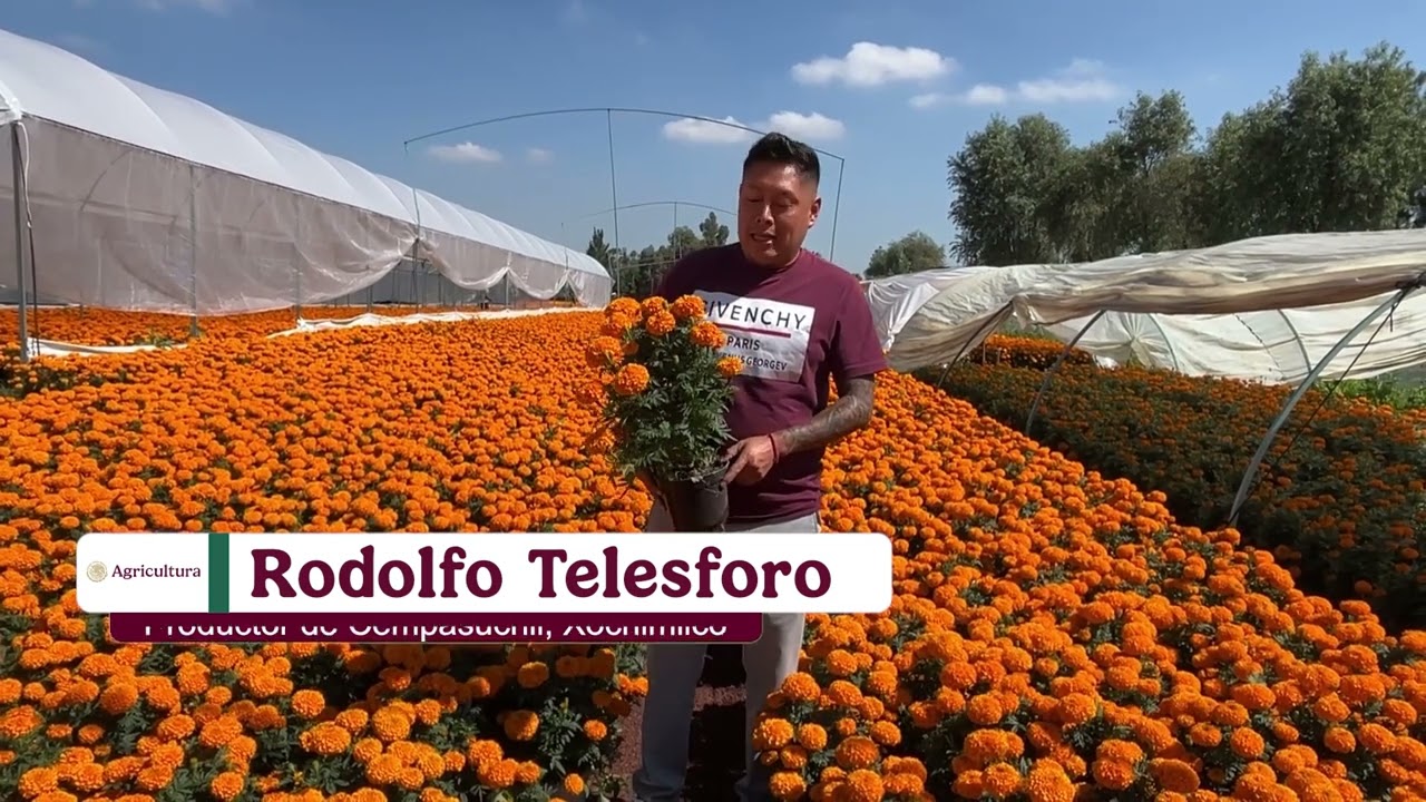 ¡Compremos flor de cempasúchil!