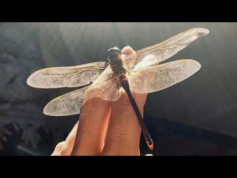 VovaZiLvova, Morphom - Я не на війні. Але війна в мені