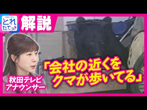 「どう行動すればいいか分からない」会社の近くで”我が道顔で歩くクマ”　秋田テレビアナが語る恐怖と不安　熊出没でスナックママ「コロナ禍のように客減った」｜旬感LIVE とれたてっ！〈カンテレNEWS〉