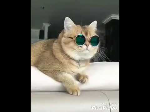 Lagdi lahore di aa song cat