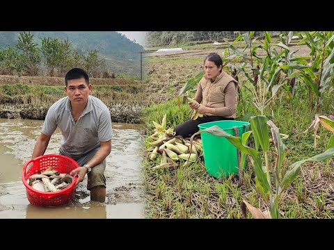 Harvest corn, drain the pond to catch fish to make room for rice fields
