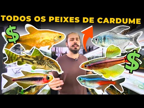 🔴I SHOWED THE SCHOOL FISH WITH PRICES! |Mr. Betta|