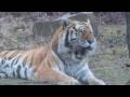 Tiger Teeth 