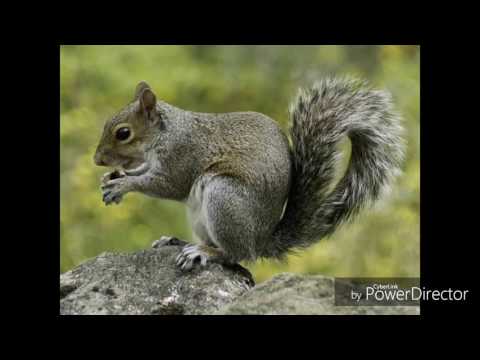 The FishBob ClownPant Movie End Credits