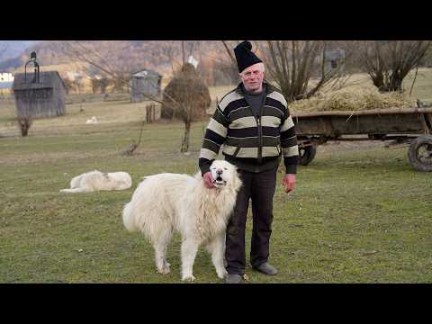 500 kg de brânză luată de valea Vaser | 5 ciobani frulgerați | 12 lupi URIAȘI veniți de la Ucraina