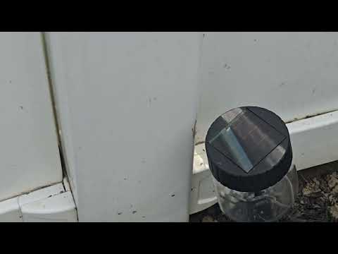 Ants Crawling In Between the Fence in South River, NJ