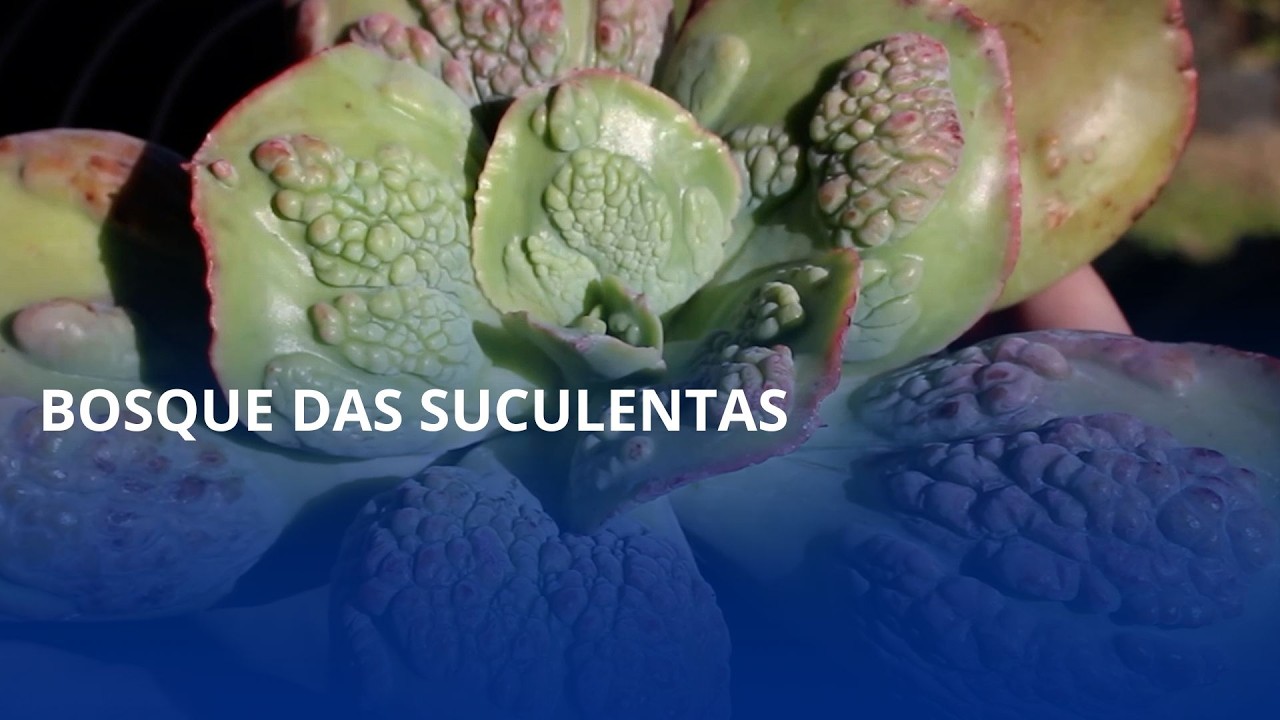 Bosque das Suculentas. Propriedade de Ituporanga desponta para o turismo