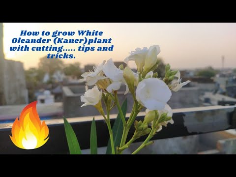 How to grow White Oleander (Kaner)plant with cutting..... tips and tricks.