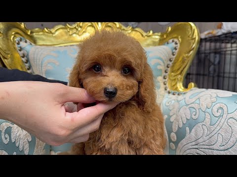 YouTube動画のサムネイル