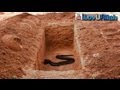 Snake In The Grave ᴴᴰ | *True Story* 