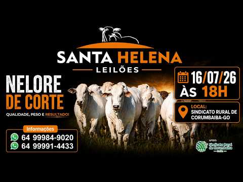 🔥 AO VIVO: 2º LEILÃO DE GADO DE CORTE - SANTA HELENA LEILÕES (Corumbaíba - GO) 16/07/26