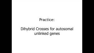 D3.2.17 Practice Dihybrid crosses - Unlinked genes