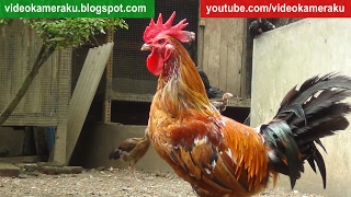1 Hour Rooster Crowing Sound Live Recording - February 4 2017