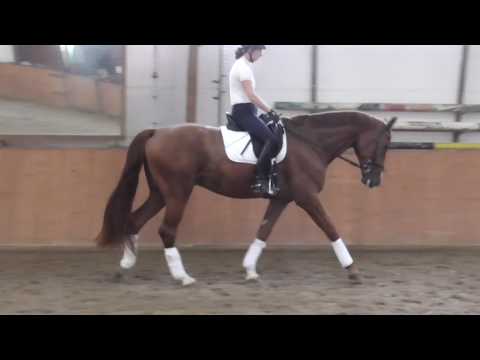 5jähriger Wallach von Vitalis