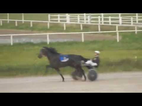 Harness Racing - Kasacka trka na Beogradskom hipodromu 23. oktobra 2016