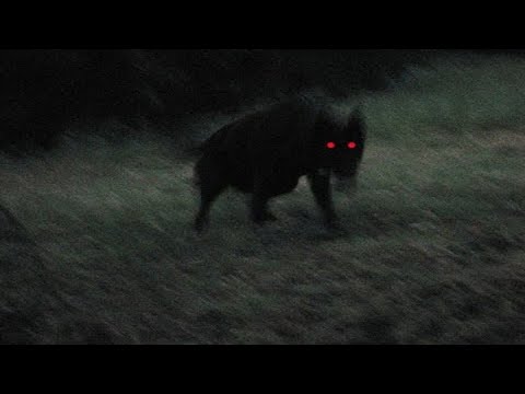 Creepy Sightings Of Hellhounds In England