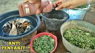 Download lagu How to Make Anti-Disease and Anti-Hunger Feed for Muscovy Ducks mp3 Download lagu How to Make Anti-Disease and Anti-Hunger Feed for Muscovy Ducks mp3