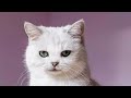 The Song Gummy Bear Russian Version In Low Voice