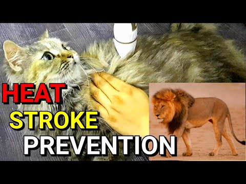EP39 : How to Avoid Cat Heat Stroke