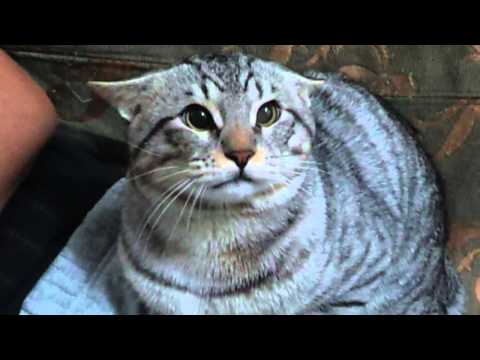 One pissed off  kuwaiti cat