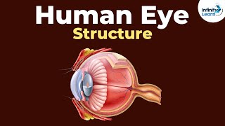 Structure of the Human eye | Don't Memorise