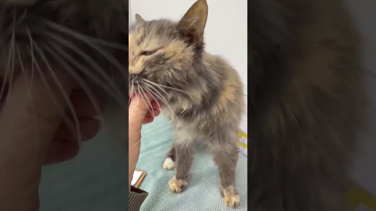 130 Cats Fill Their Bellies video