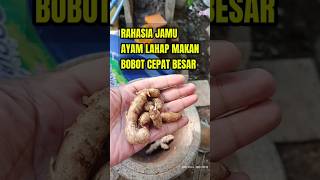 Download lagu Jamu Ayam Biar Nafsu Makan #ternakayam #shorts mp3