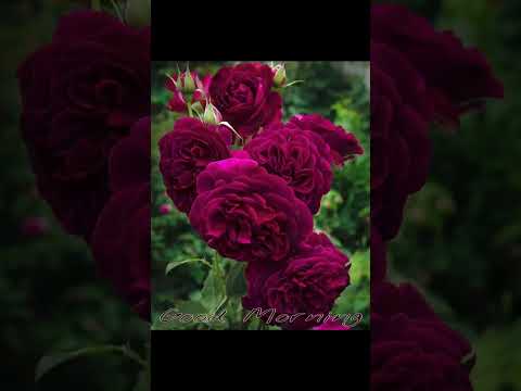 waheguru ji please subscribe this channel