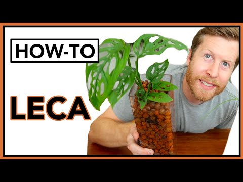 LECA Basics for Beginners / LECA 101 Semi Hydroponics | How To Ep 25