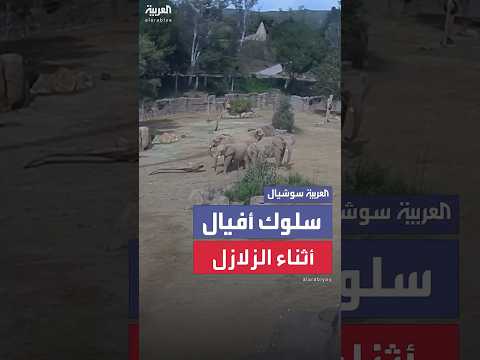 فيديو | رد فعل غريزي مذهل للأفيال لحظة وقوع زلزال في أميركا