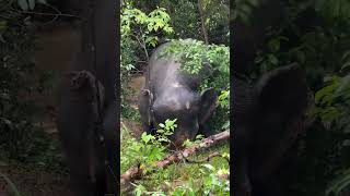Download lagu Chi Mean Try to get out carefully 🐘❤️😍 #elephant #keffamily #babyelephant #kef #chimean mp3 Download lagu Chi Mean Try to get out carefully 🐘❤️😍 #elephant #keffamily #babyelephant #kef #chimean mp3