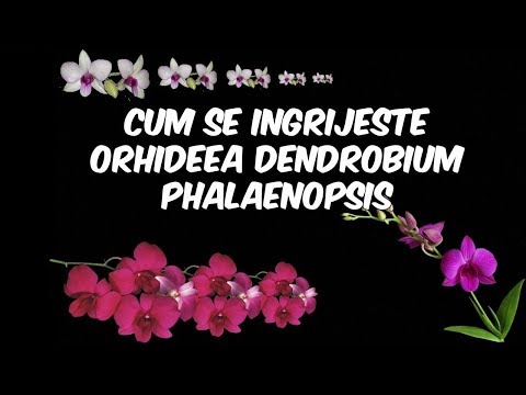 , title : 'Ingrijirea Orhideelor Dendrobium Phalaenopsis: Udare, Fertilizare, Reinflorire, Replantare, Lumina'
