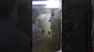 Download lagu Kirin Oranda mp3 Download lagu Kirin Oranda mp3