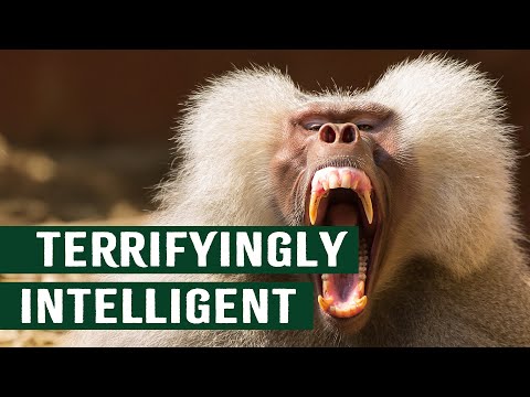 Deadly Baboons Come Face To Face With Killer Wolverines: Apex Rivalry