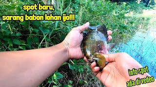 Download lagu PLEASE COME HERE!!! NEW SPOT FOR THE IJO LOHAN BABON'S NEST || fishing for red devil fish in Laho... mp3