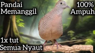 Download lagu PERKUTUT LOKAL GACOR PANDAI MEMANCING LAWAN IKUT BUNYI GACOR.  mp3 Download lagu PERKUTUT LOKAL GACOR PANDAI MEMANCING LAWAN IKUT BUNYI GACOR.  mp3