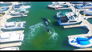 Large HUMPBACK WHALE Confused or Lost In Ventura Marina