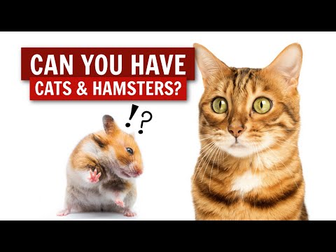 How I Own Cats & Hamsters 😺