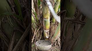 Download lagu Gak sesuai harapan #petanikaret#petanikaretindonesia#panengetah#getahkaret#fyp#videoshort mp3 Download lagu Gak sesuai harapan #petanikaret#petanikaretindonesia#panengetah#getahkaret#fyp#videoshort mp3