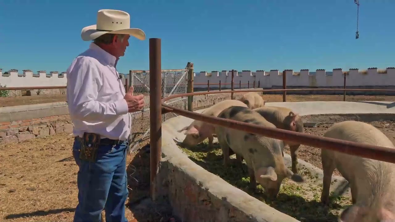 Nopal Forrajero — Video YouTube