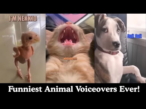 Funniest Animal Voiceovers Ever! Try Not to Laugh!