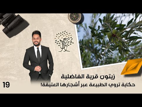 فيديو | زيتون قرية الفاضلية... حكاية تروي الطبيعة عبر أشجارها العتيقة! - رحال م٦ - الحلقة ١٩
