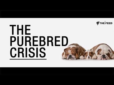 The Purebred Crisis: How dogs are being deformed in the name of fashion