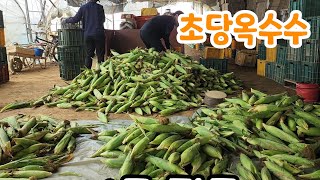 초초당옥수수 수확