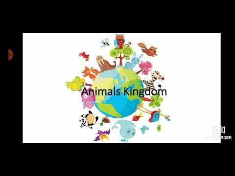 Animals Kingdom