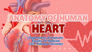 Anatomy of Human Heart | Structure & Function Made Simple
