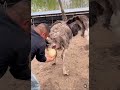 Ostrich Laying Eggs
